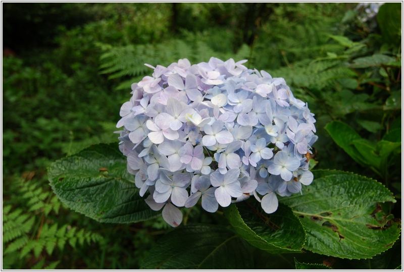 2012-09-11 09-06-08繡球花.JPG